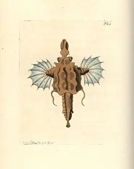 Dragonfish: Short dragonfish, Eurypegasus draconis