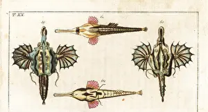 Dragonfish: Short dragonfish and longtail seamouth