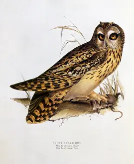 Asio: Short-eard Owl (Asio flammeus)