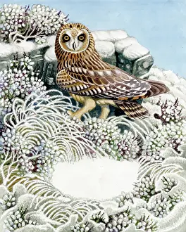 Binns: Short-eared Owl