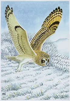 Short-eared Owl