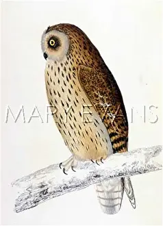 Asio: SHORT-EARED OWL (MORRIS)