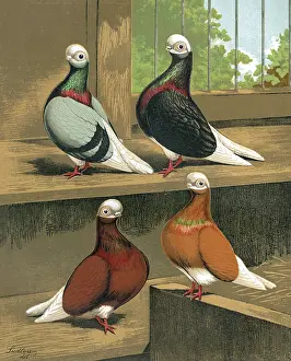 Pigeons: Short-Faced Bald-Headed Pigeons