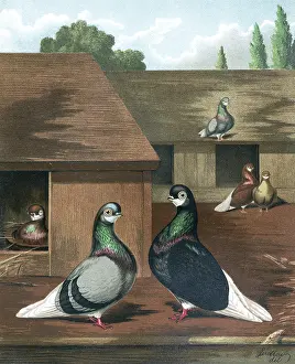 Pigeons: Short-Faced Blue and Black Beard Pigeons