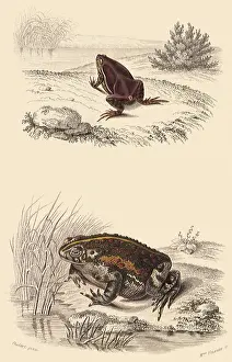 Toad: A Short-Headed Frog and a Green Toad