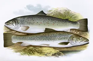 Spots: Short-Headed Salmon and Silvery Salmon