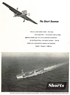 Seamew: Short Seamew