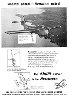 Seamew: Short Seamew