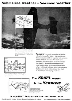 Seamew: Short Seamew