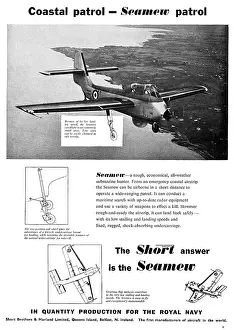 Seamew: Short Seamew
