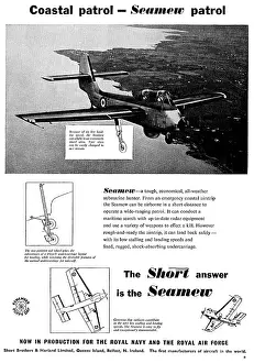 Seamew: Short Seamew