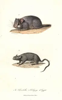 Complements: Short-tailed chinchilla (critically endangered)