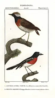 Multicolor: Short-tailed field-tyrant, Muscigralla brevicauda