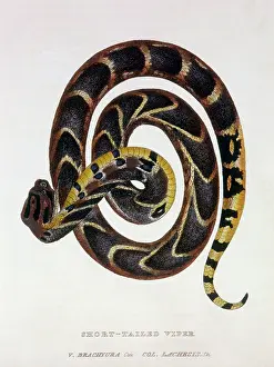 Cuvier: Short Taled Viper (V. brachyura)