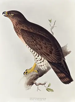 Gallicus: Short-toed Eagle