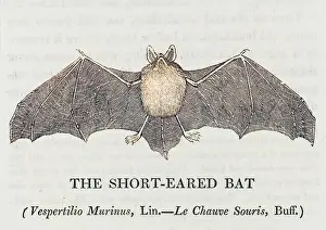 Vespertilio: SHORTEARED BAT (BEWICK)