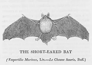 Shorter: SHORTEARED BAT (BEWICK)