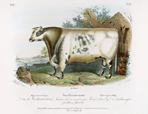 Shorthorn: SHORTHORN BULL