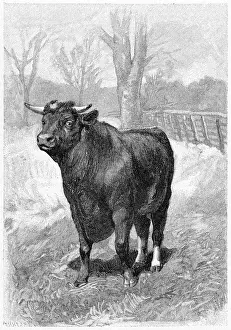 Rapidly: SHORTHORN BULL
