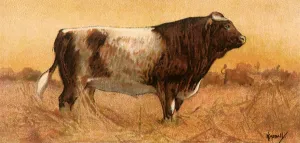 Shorthorn: Shorthorn Bull
