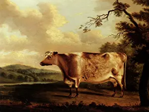 Shorthorn: A Shorthorn Bull
