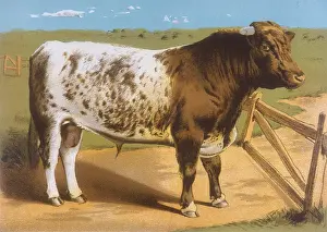 Shorthorn: SHORTHORN BULL IRONCLAD