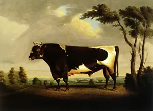 Northamptonshire: Shorthorn Bull Ivanhoe