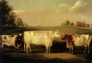 Bulls: Shorthorn Bulls and Cow