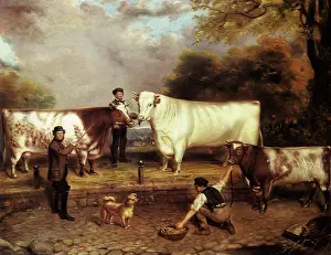 Confronting: Shorthorn Cattle