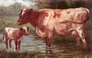 Shorthorn: Shorthorn Cow and Calf