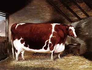 Maldon: A Shorthorn Steer