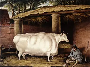 Heifer: Shorthorned Heifer