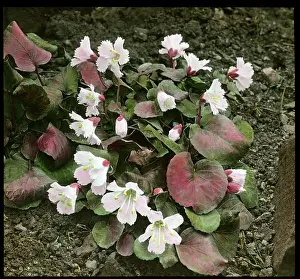 Nippon: Shortia Uniflora (Nippon Bells)