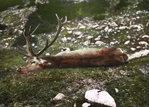 Deers: Shot deer