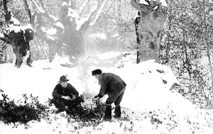 Gatherers: Shottery, the Holly Gatherers 1910