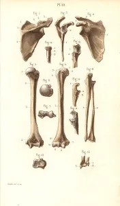 Corbie: Shoulder blade and arm bones: scapula, humerus