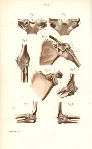 Corbie: Shoulder and elbow joints