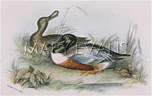 Shoveler: SHOVELER (SHARPE)