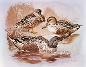 Spatula: Shoveler, Spatula clypeata