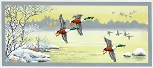 Drakes: Shoveller drakes flighting over wintry lake