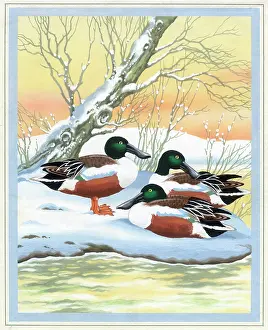 Asta: Shoveller drakes resting in the snow