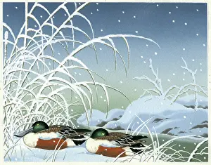 Drakes: Shoveller drakes in the snow