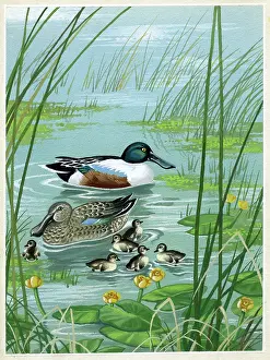 Shoveller: Shovellers and ducklings on pond