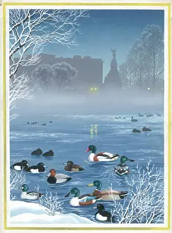 Mallard: Shovellers and Mallard ducks in lake