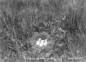 Neagh: Shoveller's Nest. Lough Neagh