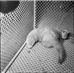 Bican: Show, ferret