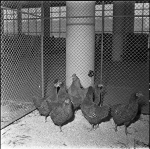 Frantisek: Show, hen, dwarf brindle hen