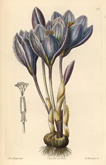Speciosus: Showy Autumn crocus, Crocus speciosus