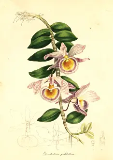 Dendrobium: Showy dendrobium, Dendrobium pulchellum