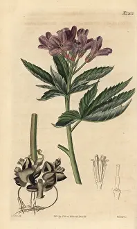Cardamine: Showy toothwort, Cardamine pentaphyllos